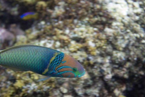 ein-bunter-tropischer-papageienfisch
